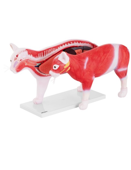 3D anatominis katės modelis su išimamais organais 3D anatominis katės modelis su išimamais organais