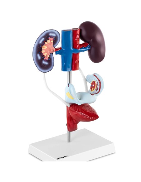 Moterų urogenitalinės sistemos 3D anatominis modelis Moterų urogenitalinės sistemos 3D anatominis modelis