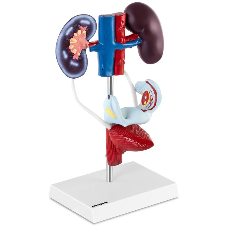 Moterų urogenitalinės sistemos 3D anatominis modelis
