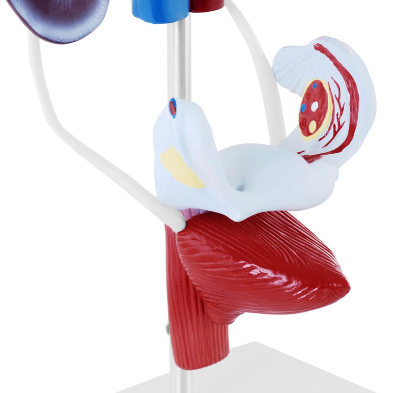 Moterų urogenitalinės sistemos 3D anatominis modelis