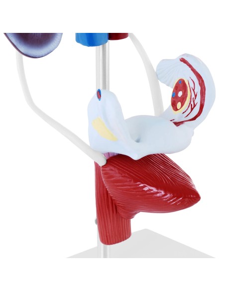 Moterų urogenitalinės sistemos 3D anatominis modelis Moterų urogenitalinės sistemos 3D anatominis modelis