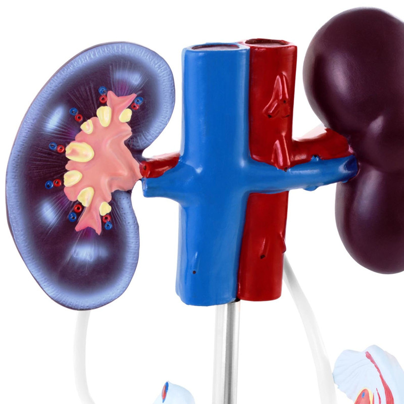 Moterų urogenitalinės sistemos 3D anatominis modelis