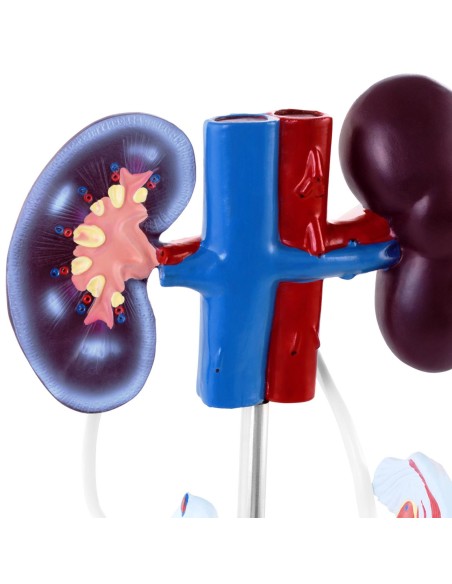 Moterų urogenitalinės sistemos 3D anatominis modelis Moterų urogenitalinės sistemos 3D anatominis modelis