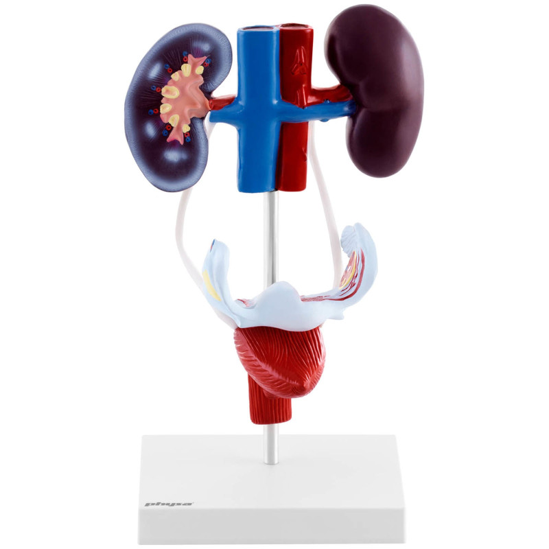 Moterų urogenitalinės sistemos 3D anatominis modelis