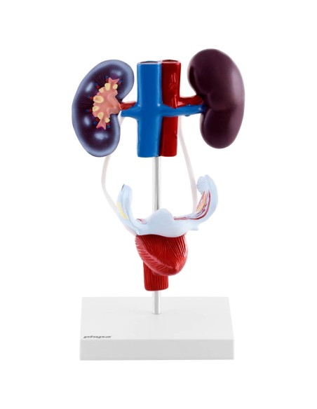 Moterų urogenitalinės sistemos 3D anatominis modelis Moterų urogenitalinės sistemos 3D anatominis modelis
