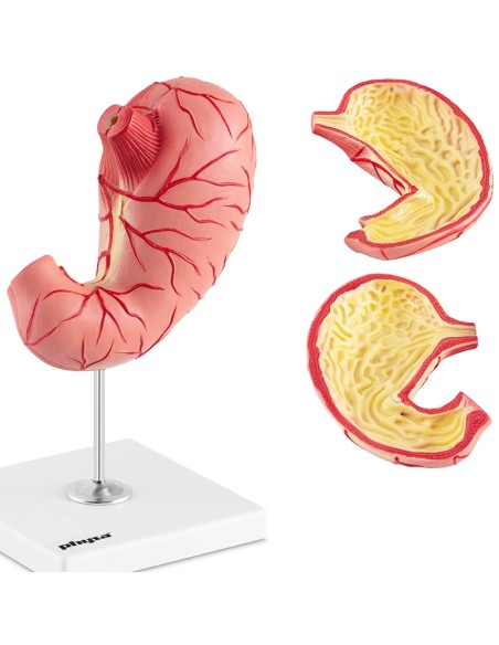 3D anatominis žmogaus skrandžio modelis 3D anatominis žmogaus skrandžio modelis