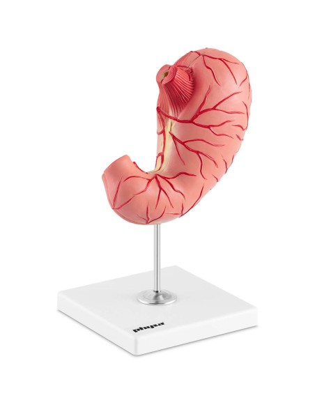 3D anatominis žmogaus skrandžio modelis 3D anatominis žmogaus skrandžio modelis