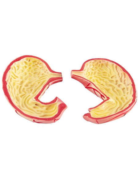 3D anatominis žmogaus skrandžio modelis 3D anatominis žmogaus skrandžio modelis