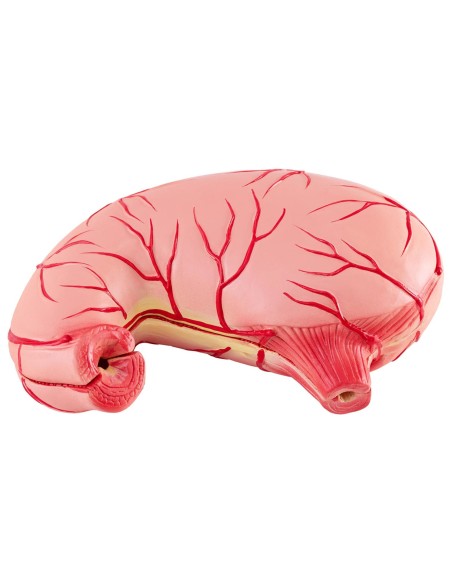 3D anatominis žmogaus skrandžio modelis 3D anatominis žmogaus skrandžio modelis