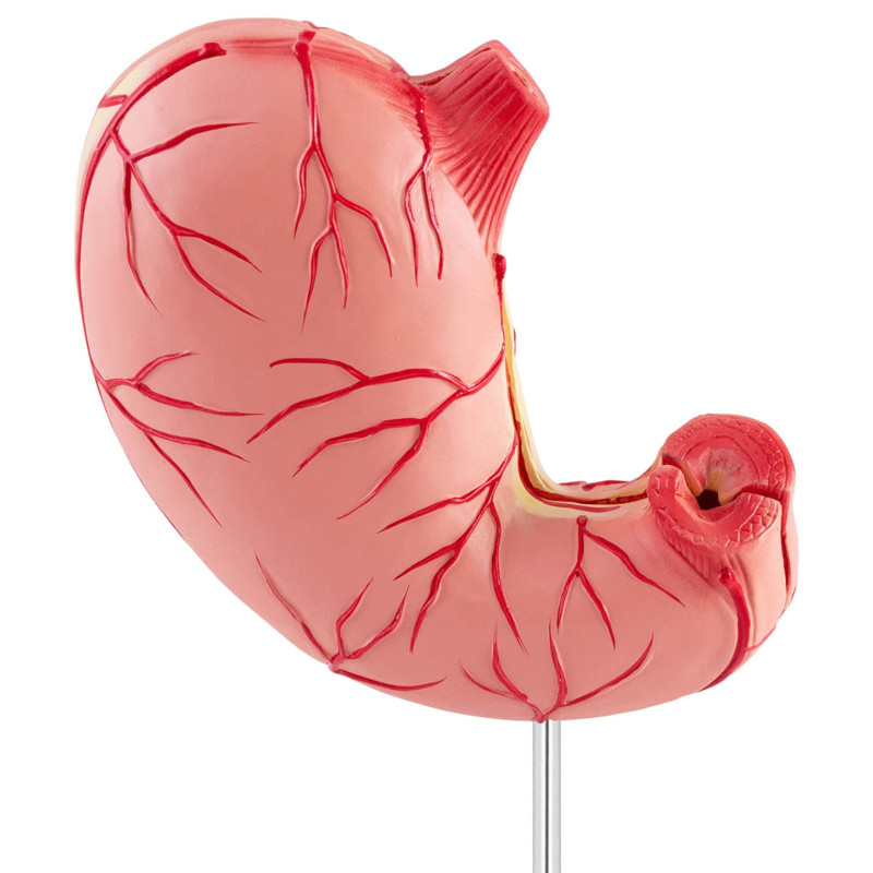 3D anatominis žmogaus skrandžio modelis