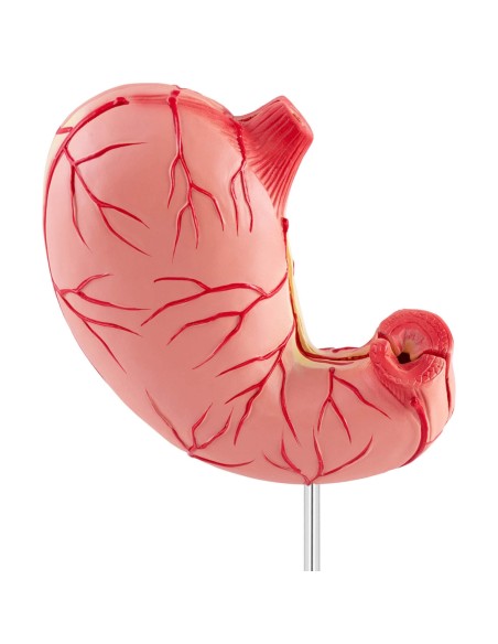 3D anatominis žmogaus skrandžio modelis 3D anatominis žmogaus skrandžio modelis