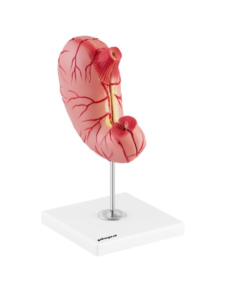 3D anatominis žmogaus skrandžio modelis 3D anatominis žmogaus skrandžio modelis