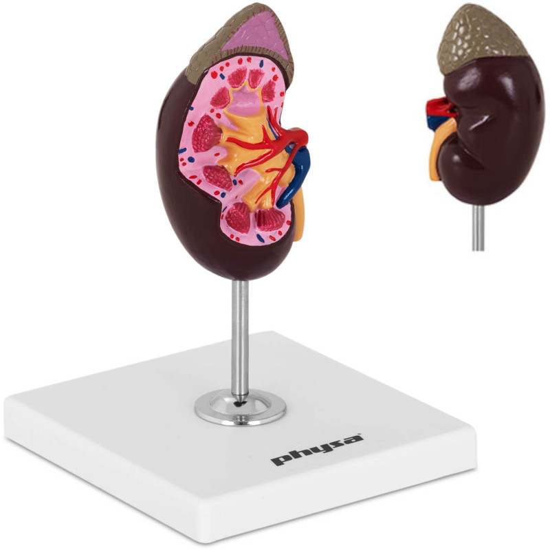 3D inkstų anatominis modelis 1:1 masteliu 3D inkstų anatominis modelis 1:1 masteliu