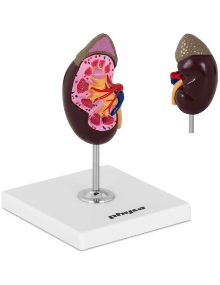 3D inkstų anatominis modelis 1:1 masteliu 3D inkstų anatominis modelis 1:1 masteliu