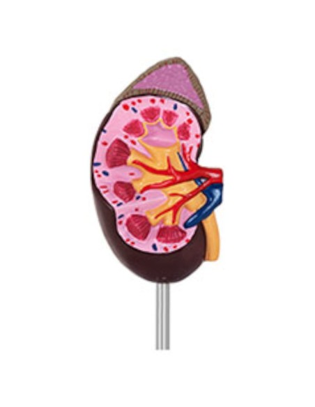 3D inkstų anatominis modelis 1:1 masteliu 3D inkstų anatominis modelis 1:1 masteliu