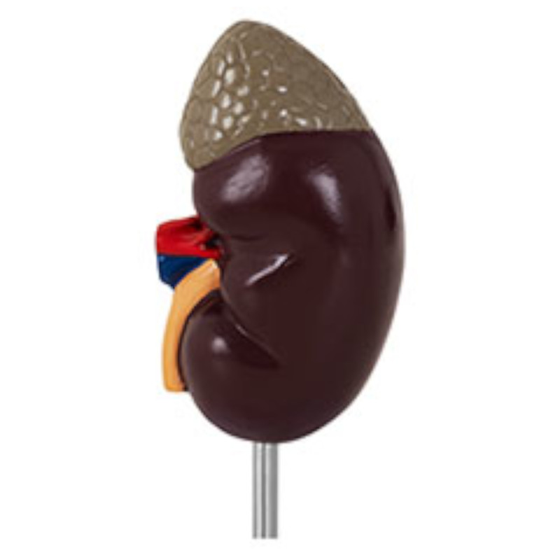 3D inkstų anatominis modelis 1:1 masteliu