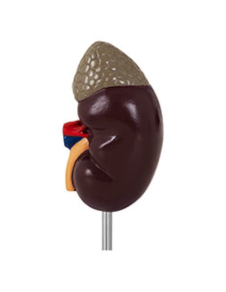 3D inkstų anatominis modelis 1:1 masteliu 3D inkstų anatominis modelis 1:1 masteliu