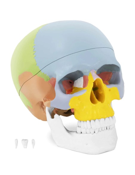 Žmogaus kaukolės anatominis modelis spalvotas 1:1 masteliu + Dantys 3 vnt. Žmogaus kaukolės anatominis modelis spalvotas 1:1 masteliu + Dantys 3 vnt.