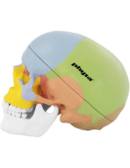 Žmogaus kaukolės anatominis modelis spalvotas 1:1 masteliu + Dantys 3 vnt. Žmogaus kaukolės anatominis modelis spalvotas 1:1 masteliu + Dantys 3 vnt.