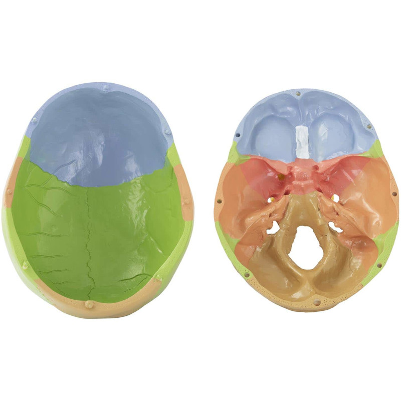 Žmogaus kaukolės anatominis modelis spalvotas 1:1 masteliu + Dantys 3 vnt.