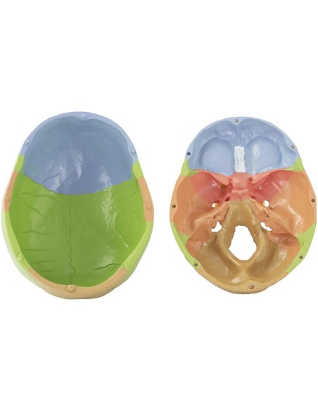 Žmogaus kaukolės anatominis modelis spalvotas 1:1 masteliu + Dantys 3 vnt. Žmogaus kaukolės anatominis modelis spalvotas 1:1 masteliu + Dantys 3 vnt.