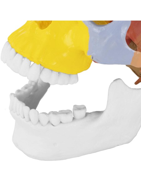 Žmogaus kaukolės anatominis modelis spalvotas 1:1 masteliu + Dantys 3 vnt. Žmogaus kaukolės anatominis modelis spalvotas 1:1 masteliu + Dantys 3 vnt.
