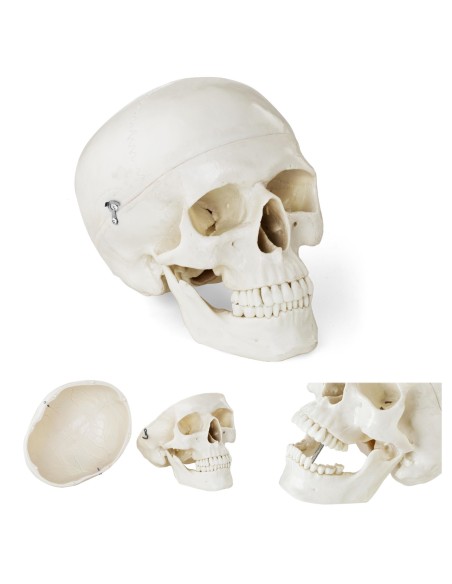 Žmogaus kaukolės anatominis modelis 1:1 masteliu + Dantys 3 vnt. Žmogaus kaukolės anatominis modelis 1:1 masteliu + Dantys 3 vnt.