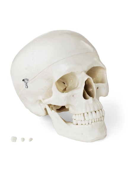 Žmogaus kaukolės anatominis modelis 1:1 masteliu + Dantys 3 vnt. Žmogaus kaukolės anatominis modelis 1:1 masteliu + Dantys 3 vnt.