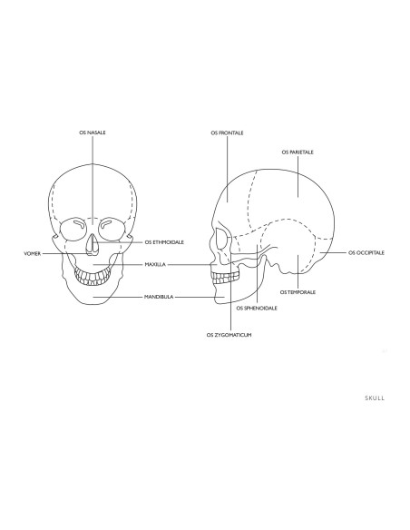 Žmogaus kaukolės anatominis modelis 1:1 masteliu + Dantys 3 vnt. Žmogaus kaukolės anatominis modelis 1:1 masteliu + Dantys 3 vnt.