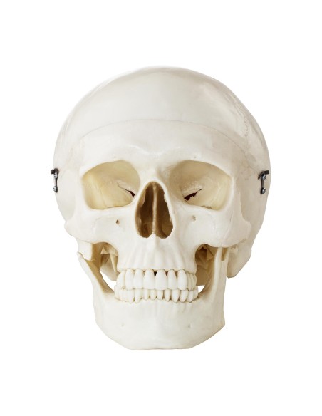 Žmogaus kaukolės anatominis modelis 1:1 masteliu + Dantys 3 vnt. Žmogaus kaukolės anatominis modelis 1:1 masteliu + Dantys 3 vnt.