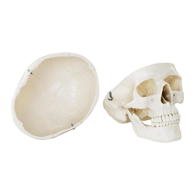 Žmogaus kaukolės anatominis modelis 1:1 masteliu + Dantys 3 vnt.