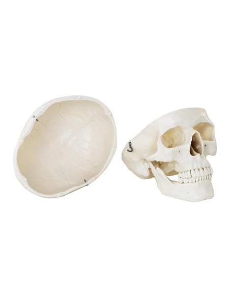 Žmogaus kaukolės anatominis modelis 1:1 masteliu + Dantys 3 vnt. Žmogaus kaukolės anatominis modelis 1:1 masteliu + Dantys 3 vnt.