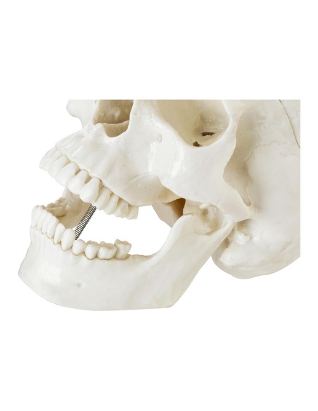 Žmogaus kaukolės anatominis modelis 1:1 masteliu + Dantys 3 vnt. Žmogaus kaukolės anatominis modelis 1:1 masteliu + Dantys 3 vnt.