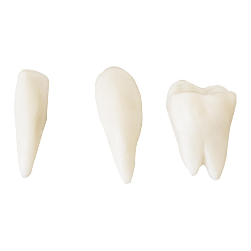 Žmogaus kaukolės anatominis modelis 1:1 masteliu + Dantys 3 vnt.