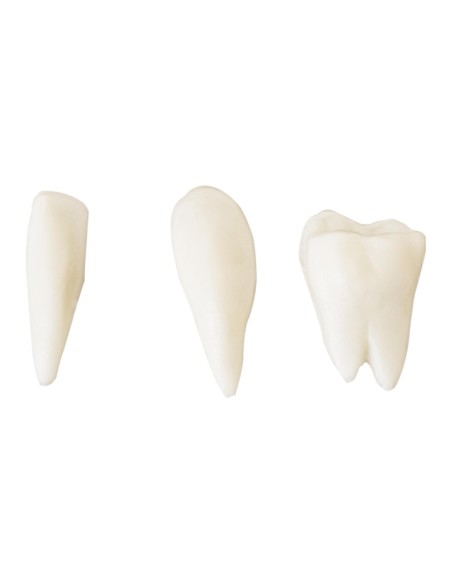 Žmogaus kaukolės anatominis modelis 1:1 masteliu + Dantys 3 vnt. Žmogaus kaukolės anatominis modelis 1:1 masteliu + Dantys 3 vnt.