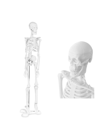 Anatominis žmogaus skeleto modelis 47 cm Anatominis žmogaus skeleto modelis 47 cm