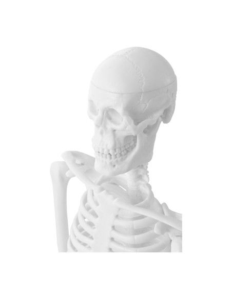Anatominis žmogaus skeleto modelis 47 cm Anatominis žmogaus skeleto modelis 47 cm