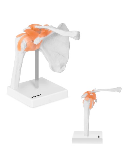 1:1 mastelio anatominis peties sąnario modelis 1:1 mastelio anatominis peties sąnario modelis