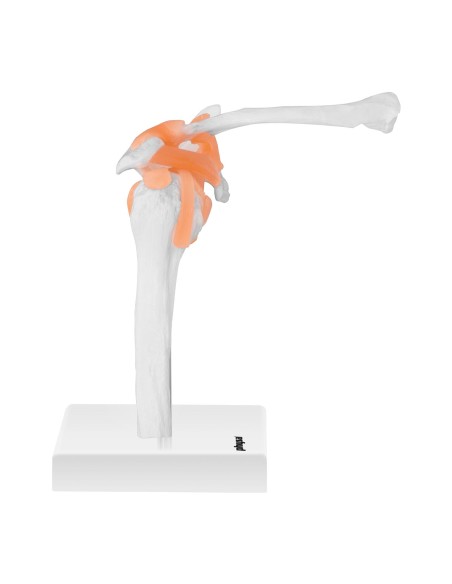 1:1 mastelio anatominis peties sąnario modelis 1:1 mastelio anatominis peties sąnario modelis