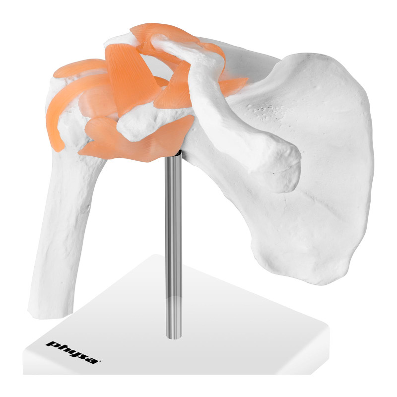 1:1 mastelio anatominis peties sąnario modelis