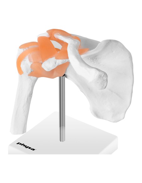 1:1 mastelio anatominis peties sąnario modelis 1:1 mastelio anatominis peties sąnario modelis