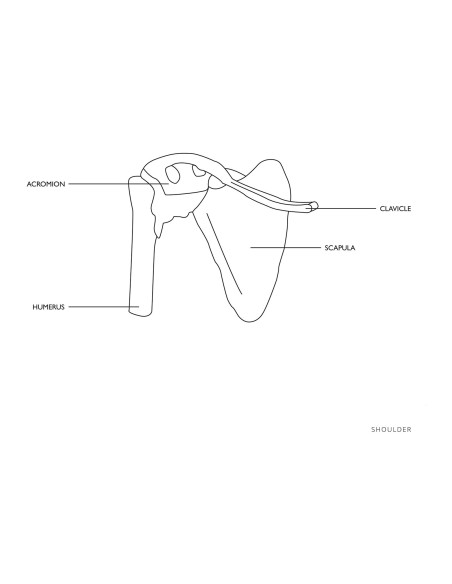 1:1 mastelio anatominis peties sąnario modelis 1:1 mastelio anatominis peties sąnario modelis