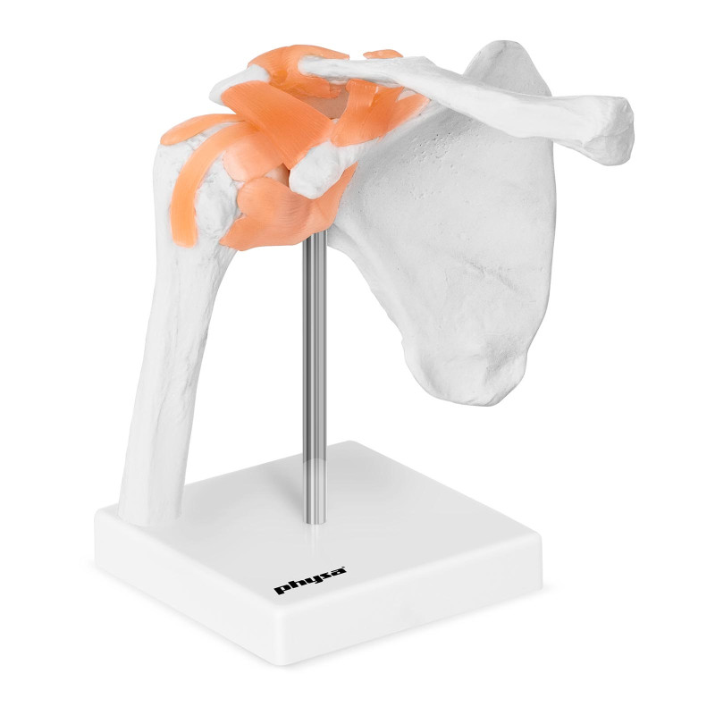 1:1 mastelio anatominis peties sąnario modelis