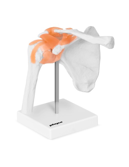 1:1 mastelio anatominis peties sąnario modelis 1:1 mastelio anatominis peties sąnario modelis