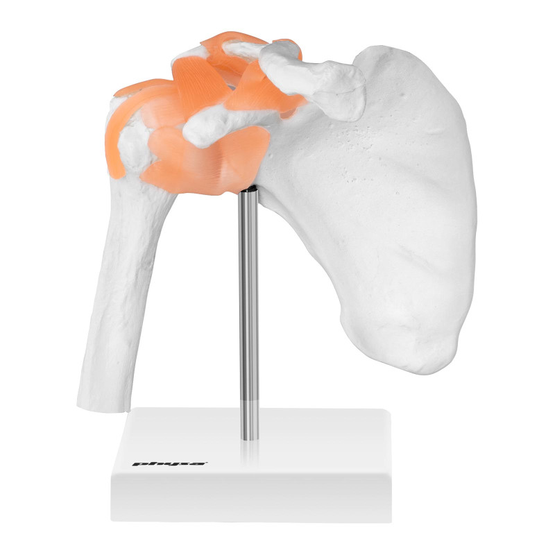 1:1 mastelio anatominis peties sąnario modelis