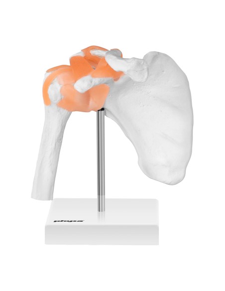 1:1 mastelio anatominis peties sąnario modelis 1:1 mastelio anatominis peties sąnario modelis