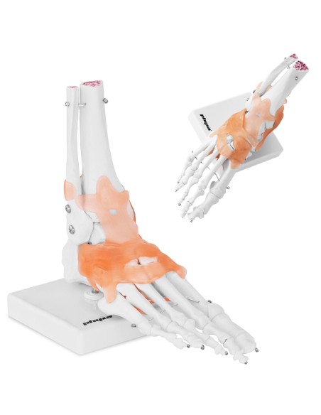 Anatominis kulkšnies sąnario modelis su raiščiais 1:1 masteliu Anatominis kulkšnies sąnario modelis su raiščiais 1:1 masteliu