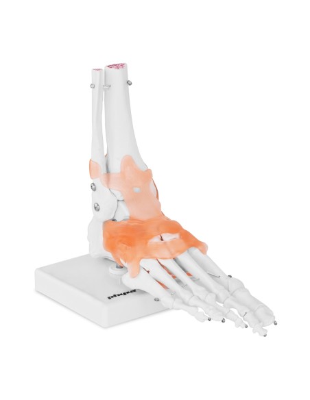 Anatominis kulkšnies sąnario modelis su raiščiais 1:1 masteliu Anatominis kulkšnies sąnario modelis su raiščiais 1:1 masteliu