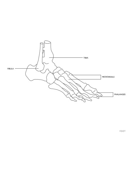 Anatominis kulkšnies sąnario modelis su raiščiais 1:1 masteliu Anatominis kulkšnies sąnario modelis su raiščiais 1:1 masteliu