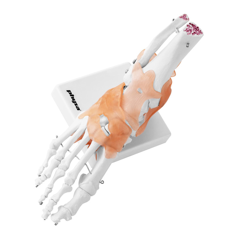 Anatominis kulkšnies sąnario modelis su raiščiais 1:1 masteliu